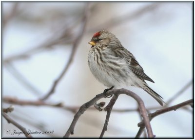 Sizerin flamm ( Common Redpoll )