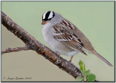 Bruant  couronne blanche ( White-crowned Sparrow )