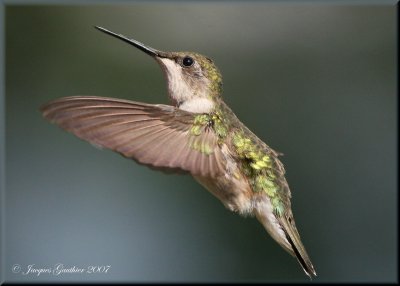 Colibri  gorge rubis ( Ruby-throated Hummingbird )