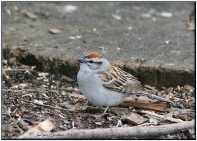 Bruant familier ( Chipping Sparrow )
