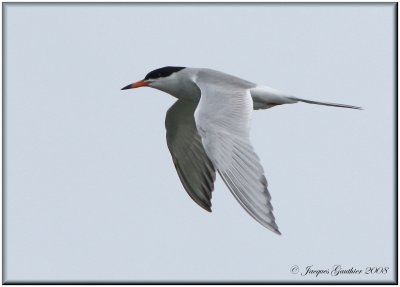 Sterne de Forster ( Forster's Tern )