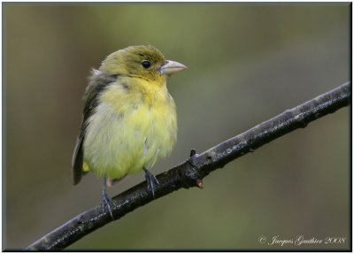 Piranga carlate ( Scarlet Tanager )