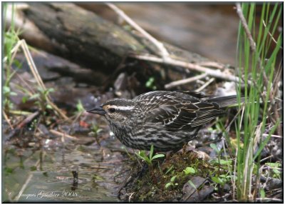 Carouge  paulettes ( Red-Winged Blackbird )