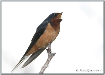 Hirondelle rustique ( Barn Swallow )