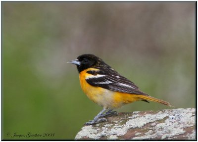 Oriole de Baltimore ( Baltimore Oriole )