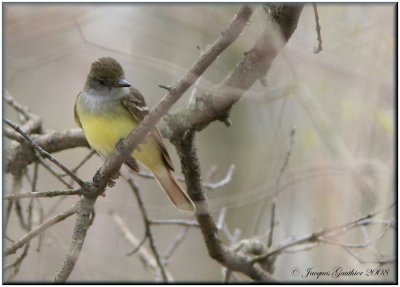 Tyran hupp ( Great Crested Flycatcher )