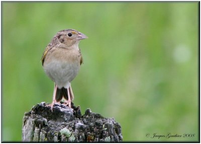  Bruant sauterelle ( Grasshopper Sparrow )