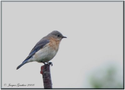 Merlebleu de l'est ( Eastern Bluebird )