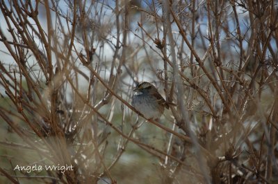 White Throat Sparrow 1-20-08.JPG