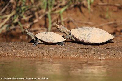 Yellow-Spotted Side-Necked Turtle