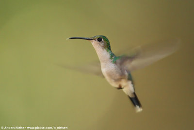 Fork-tailed Woodnymph