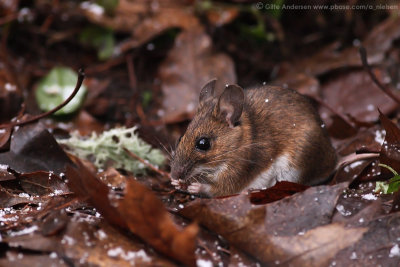 Yellow-necked mouse