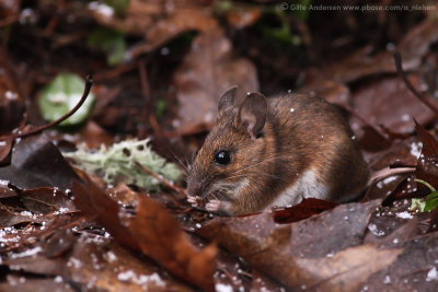 Yellow-necked mouse