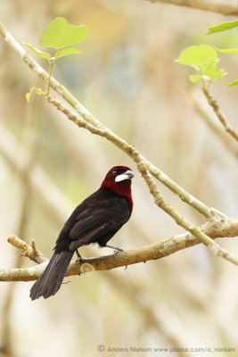 Silver-beaked Tanager