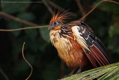 Hoatzin