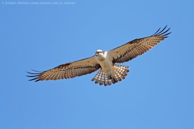 IMG_4411.jpg