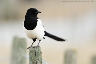 Eurasian Magpie