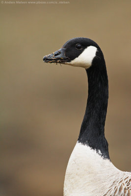 Canada Goose