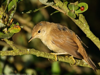 Eurasian Reed Warbler