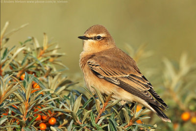 Northern Wheatear