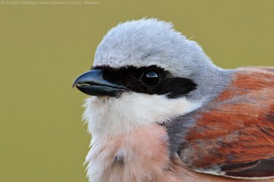 Red-backed Shrike