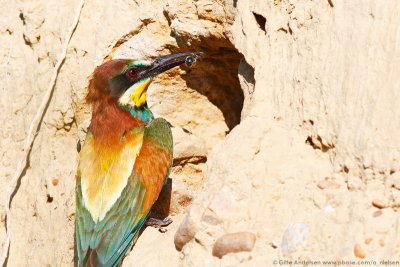 European Bee-eater