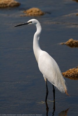 Little Egret