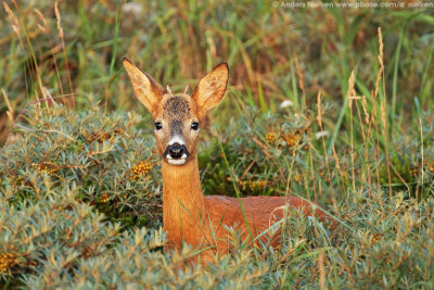 Roe Deer