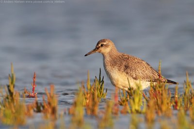 Red Knot