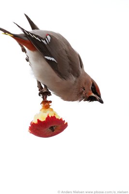 Waxwing