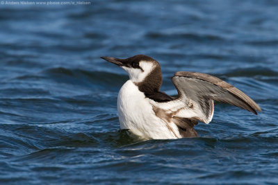 Common Murre