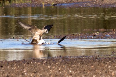 IMG_1221.jpg