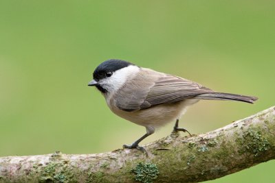 IMG_4380.jpg