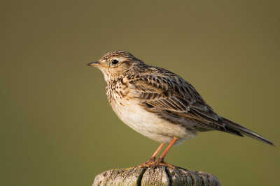 Skylark