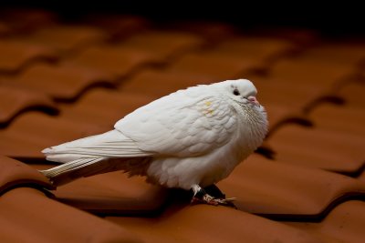 Carrier pigeon...white and red