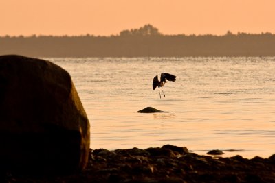 Heron at the Bay of Puck