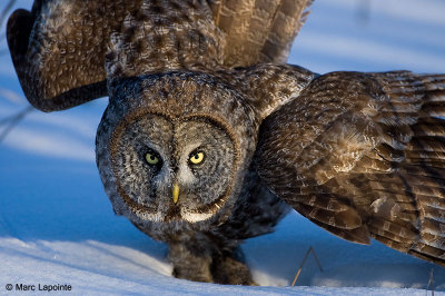 Chouette lapone/Great Grey Owl