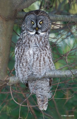 Chouette lapone/Great Grey Owl