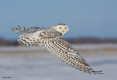 Harfang des neiges/Snowy Owl