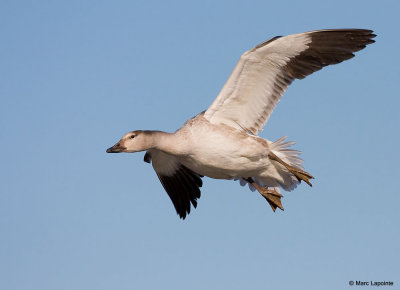 A-7086 pbase.jpg