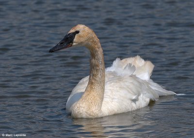 Cygne trompette/Trumpeter Swan