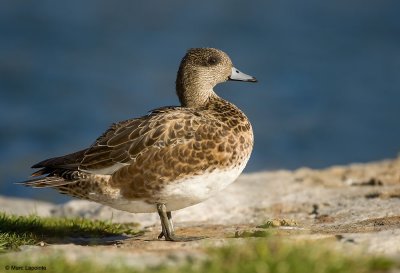 Canard d'Amrique/American Wigeon
