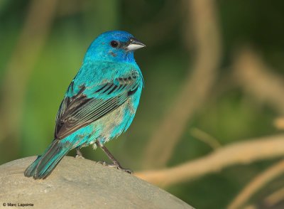 Passerin indigo/Indigo Bunting