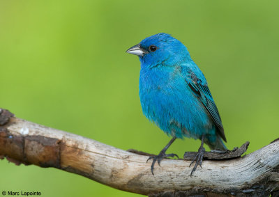 Passerin indigo/Indigo Bunting