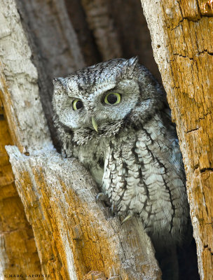 Petit-duc maculé/Eastern Screech-Owl