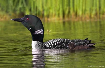 Plongeon huard/Common Loon