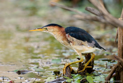 Petit blongios/Least Bittern