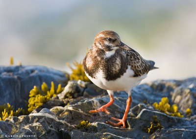 Tournepierre à collier/Ruddy Turnstone