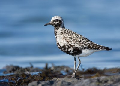 Pluvier argenté/Black-bellied Plover