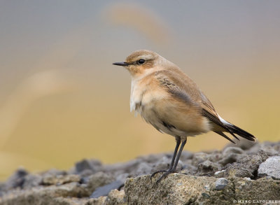 Solitaire de Townsend et Traquet Motteux/Northern Wheatear and Townsend's Solitaire